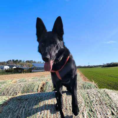 Hundetreffen-Hunde Sozialisierung-Bild