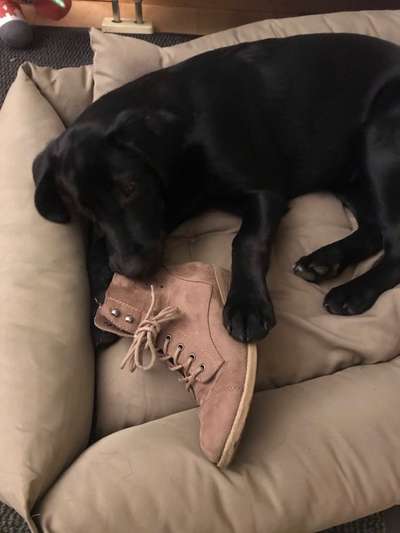 Labradorfans-Beitrag-Bild