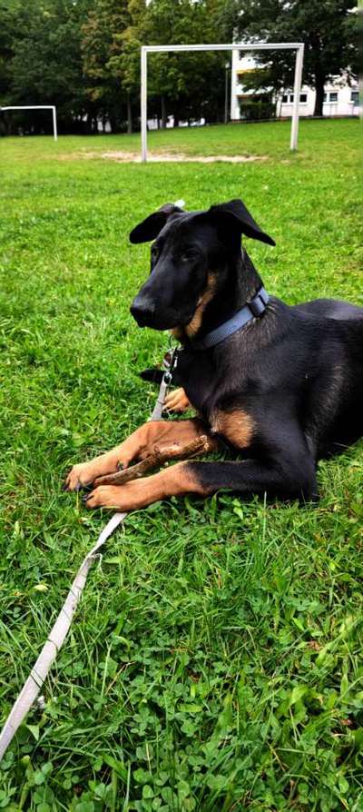 Zeigt mir eure Schäferhund Mischlinge :-)-Beitrag-Bild