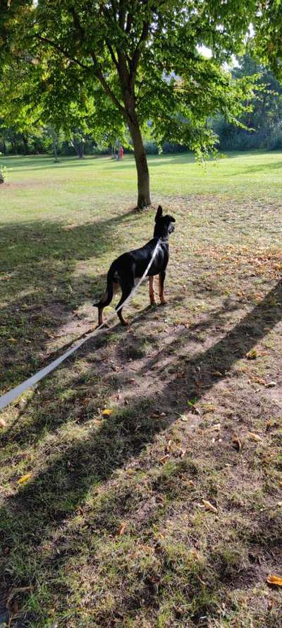 Zeigt mir eure Schäferhund Mischlinge :-)-Beitrag-Bild