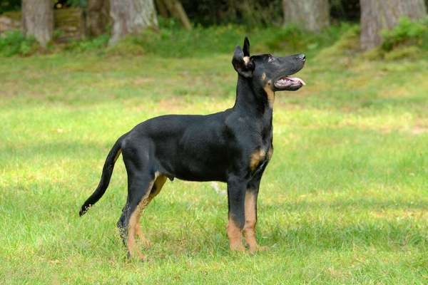 Welpenfotos-Beitrag-Bild