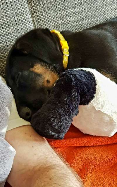 Welpenfotos-Beitrag-Bild