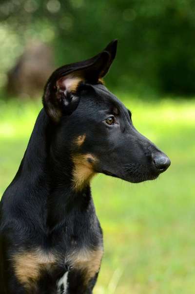 Welpenfotos-Beitrag-Bild