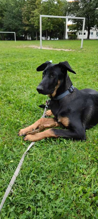 Dobermänner, allgemeine Meinung-Beitrag-Bild