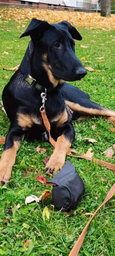 Zeigt mir eure Schäferhund Mischlinge :-)-Beitrag-Bild