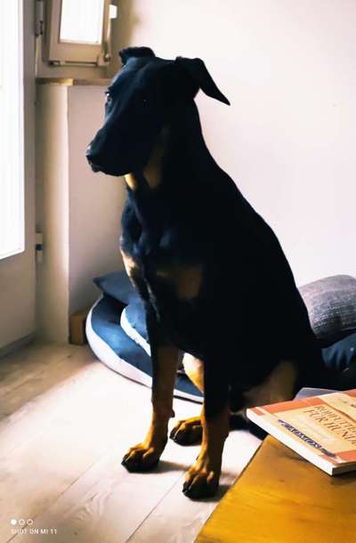 Zeigt mir eure Schäferhund Mischlinge :-)-Beitrag-Bild