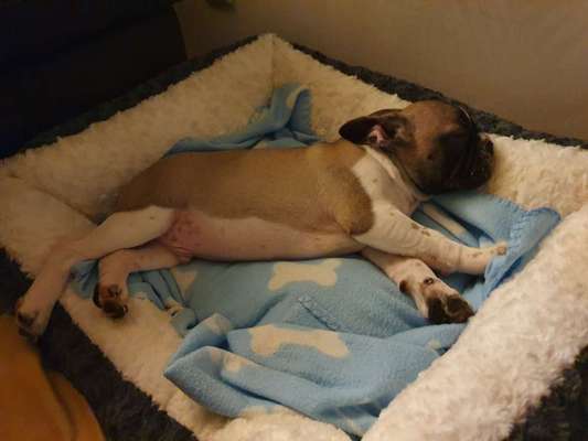 Welpen Bilder !-Beitrag-Bild