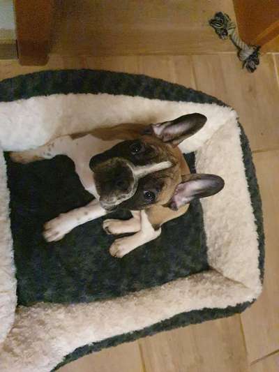 Französische Bulldoggen-Beitrag-Bild