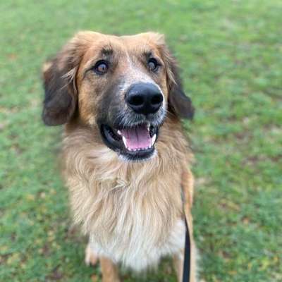 Hundetreffen-Gassirunde / Spielpartner-Bild