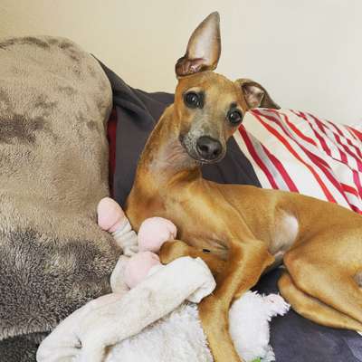 Windhunde - Treffen der besonderen Schönheiten
HERZLICH WILLKOMMEN-Beitrag-Bild