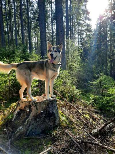 Husky-Beitrag-Bild