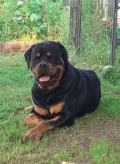 Fotochallenge Nr. 59 - Mein Hund zeigt die Zunge-Beitrag-Bild