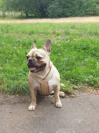 Französische Bulldoggen-Beitrag-Bild