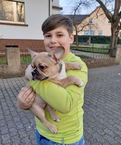 Französische Bulldoggen-Beitrag-Bild