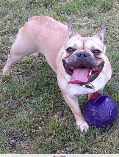 Fotochallenge Nr. 59 - Mein Hund zeigt die Zunge-Beitrag-Bild