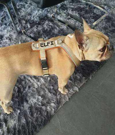 Französische Bulldoggen-Beitrag-Bild