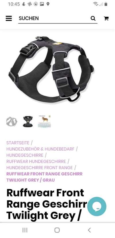 Französische Bulldoggen-Beitrag-Bild