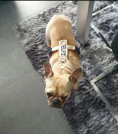 Französische Bulldoggen-Beitrag-Bild