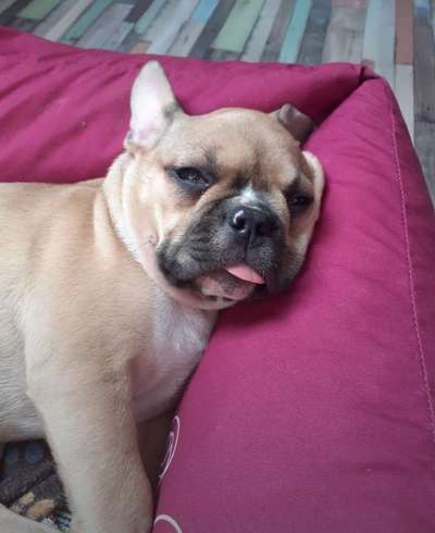 Französische Bulldoggen-Beitrag-Bild