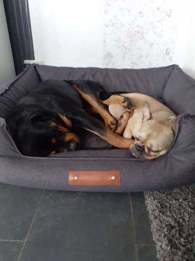 Die Dogorama Wochen Challenge "Friends will be Friends"-Beitrag-Bild