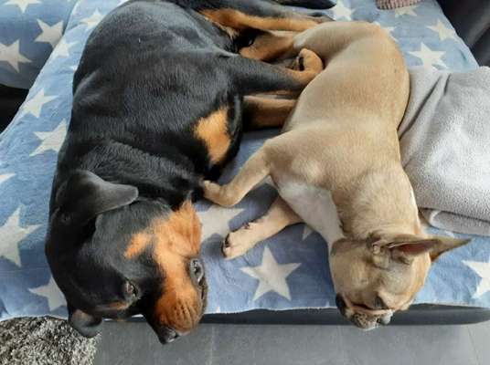 Französische Bulldoggen-Beitrag-Bild