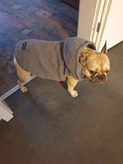 Französische Bulldoggen-Beitrag-Bild