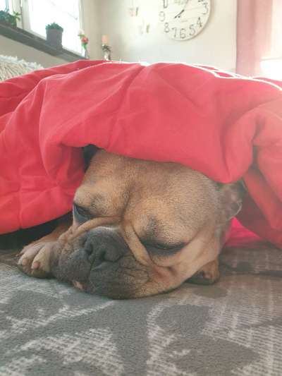 Französische Bulldoggen-Beitrag-Bild