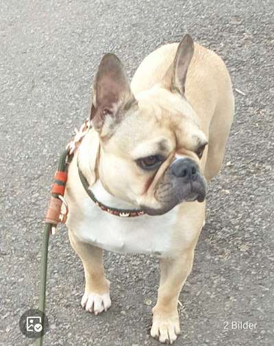 Französische Bulldoggen-Beitrag-Bild