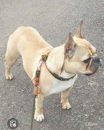 Französische Bulldoggen-Beitrag-Bild