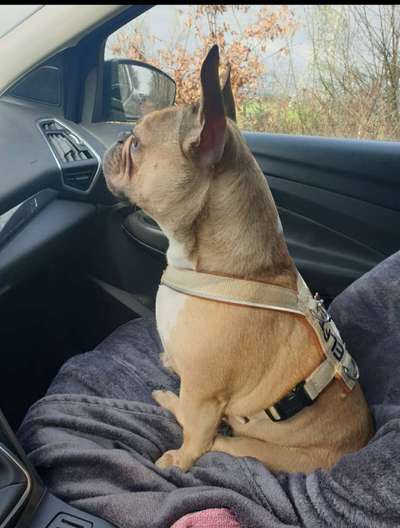 Französische Bulldoggen-Beitrag-Bild