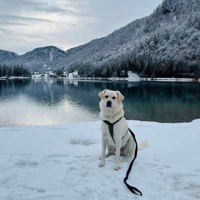 Hundetreffen-Hundekumpel:in für Spaziergang/Training-Bild