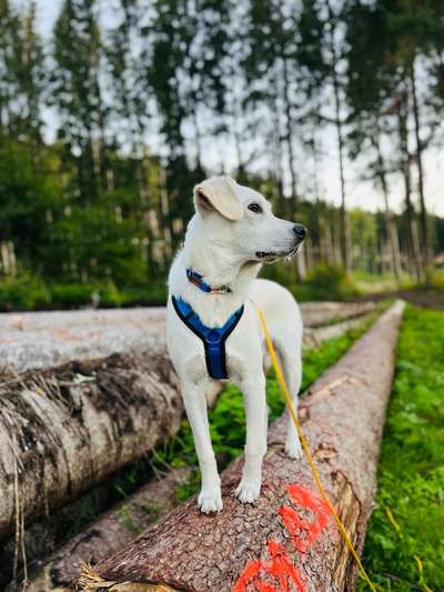 Mischlinge - wo habt Ihr Eure gefunden?-Beitrag-Bild