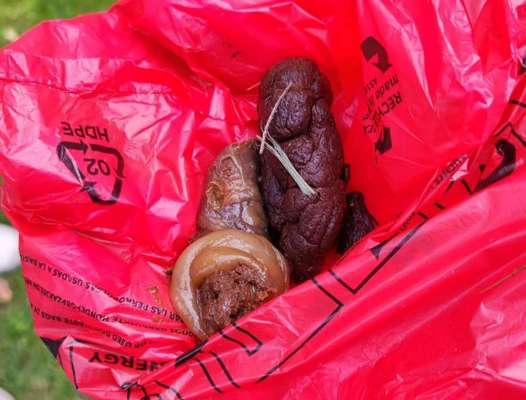 Kot hund-Beitrag-Bild