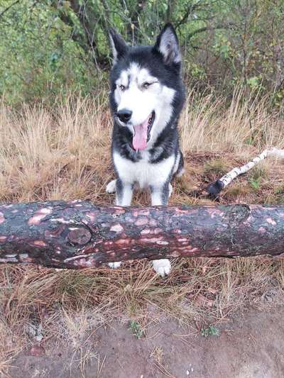 Liebling ,richtig in Szene setzen-Beitrag-Bild