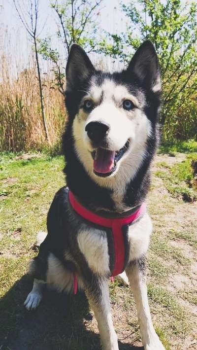 Liebling ,richtig in Szene setzen-Beitrag-Bild