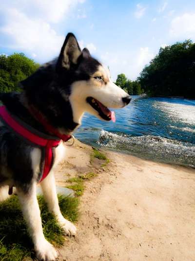 Liebling ,richtig in Szene setzen-Beitrag-Bild