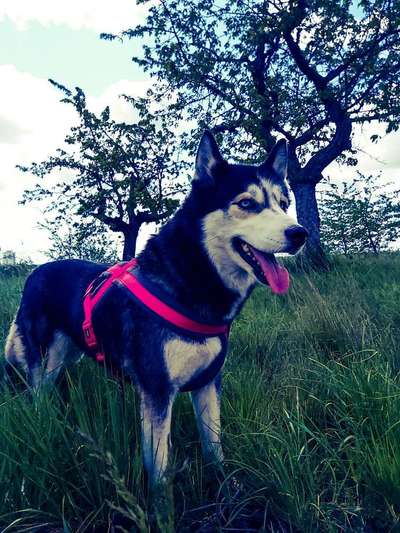 Liebling ,richtig in Szene setzen-Beitrag-Bild