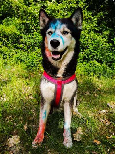 Foto's und Hundemodels-Beitrag-Bild