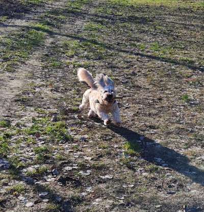 Fotochallenge 66 ~ Rennaction -Zeig deinen Hund im Lauf-Beitrag-Bild