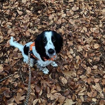 Hundetreffen-Spielerunde mit Lotte-Bild