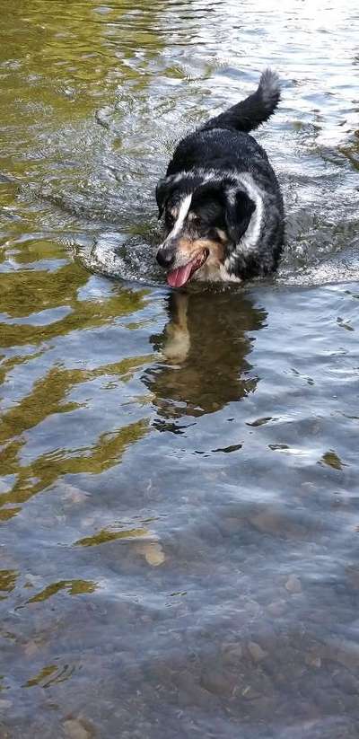 Wo sind die Aussies??-Beitrag-Bild