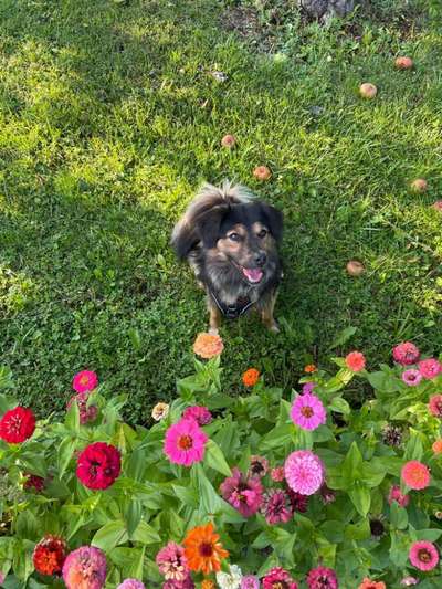 Die Dogorama Kalender Challenge Titelbild-Beitrag-Bild