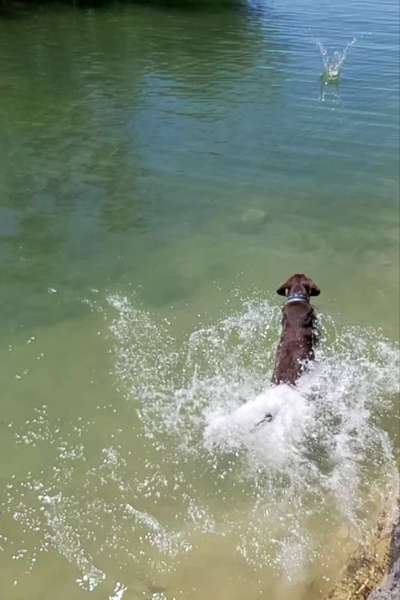 Die Dogorama Wochen Challenge: “Dein Hund im Urlaub”-Beitrag-Bild