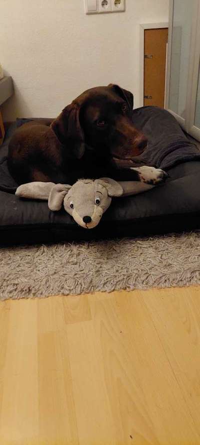 Euer Hund und sein Lieblingskuscheltier-Beitrag-Bild