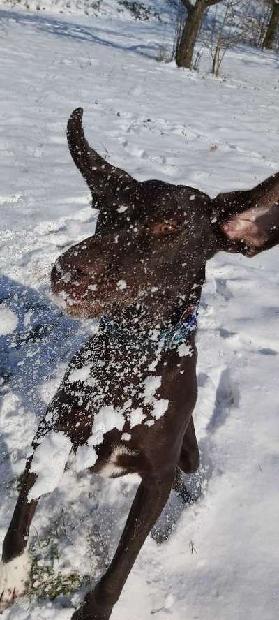 Foto's und Hundemodels-Beitrag-Bild