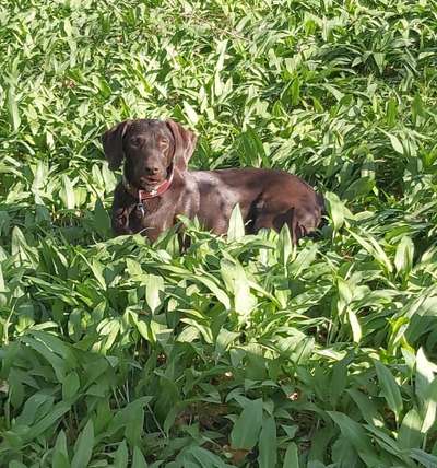 Die Dogorama Kalender Challenge Teil 3/4-Beitrag-Bild