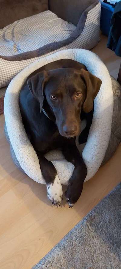 Dein Hund im Dogorama-Kalender 2021-Beitrag-Bild