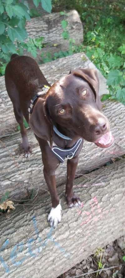 Dein Hund im Dogorama-Kalender 2021-Beitrag-Bild