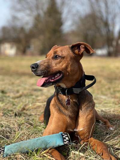 Hundetreffen-längere Runden-Bild