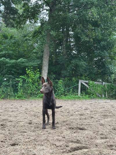 Australian Kelpie-Beitrag-Bild